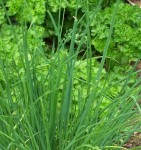 Pain aux herbes